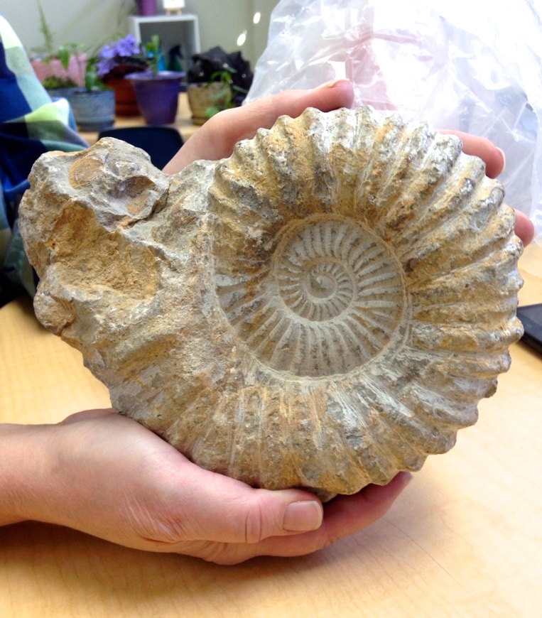 Ammonite Fossil, 340 years old.